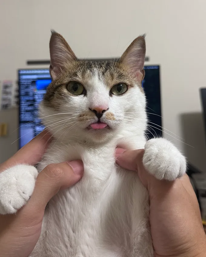 Kaka, the Kameow team cat